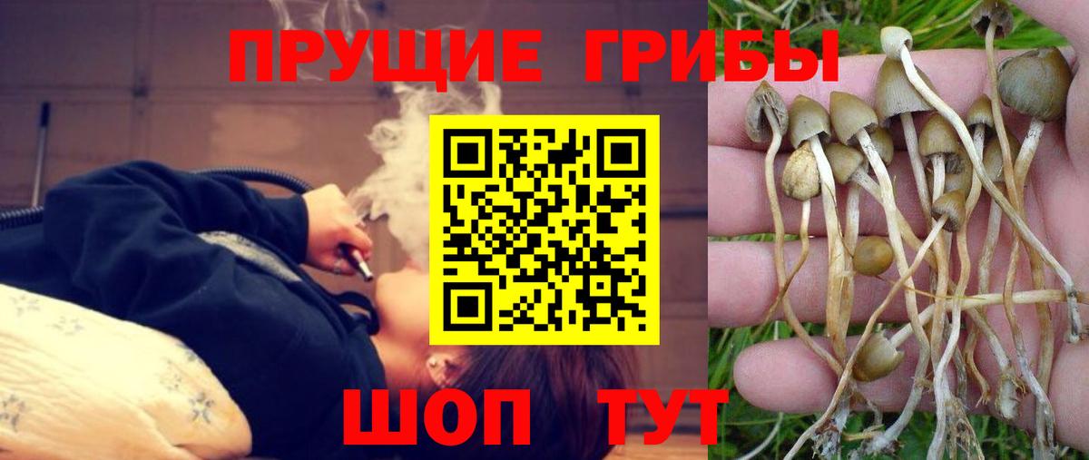 где купить наркотик  Псилоцибиновые грибы Cubensis  Вход с VPN  Чистополь 